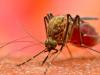 बरेली: डेंगू का डंक जारी, कागजों में की जा रही फॉगिंग