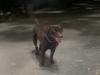 कानपुर: जुर्माने से बचने को सड़क पर छोड़ रहे खूंखार कुत्ते, खंभे से बांधकर चले जा रहे मालिक, 19 मामले आए सामने