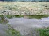 बरेली: लगातार बारिश से किसान परेशान, पहले सूखे ने रुलाया, अब बेमौसम बरसात की मार