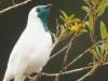 Viral Video: सुंदर से पक्षी ने की ‘स्मोकिंग’, वीडियो देखकर आप भी रह जाएंगे दंग