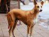 बरेली: राजेन्द्र नगर में कुत्ते ने 12 लोगों को काटा, इलाके में दहशत