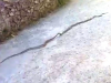 भवाली: देखिए यह वीडियो… कैसे कोबरा ने बनाया रैट स्नैक को अपना निवाला
