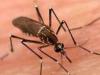 हल्द्वानी: नैनीताल जिले में पैर पसार रहा डेंगू, एक दिन में 10 से अधिक मरीज मिले