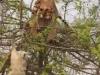 Viral Video: बंदर की चाल से चारों खाने चित्त हुआ बाघ, वीडियो देखकर आप भी रह जाएंगे भौचक्का
