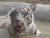 गोरखपुर: आज से पर्यटक कर सकेंगे व्हाइट टाइगर का दीदार