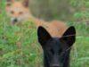 हल्द्वानी: उत्तराखंड के नैनीताल जिले के जंगल में नजर आया यह जानवर…क्या आपने देखा!