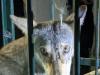 अयोध्या: बकरियों को निवाला बनाने वाला भेड़िया पिंजड़े में फंसा