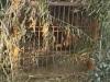 राहत :आठ महीने बाद पिंजरे में फंसा तेंदुआ, डीएम आवास को बना रखा था आशियाना
