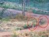 कूनो नेशनल पार्क में दो चीतों ने किया पहला शिकार, चीतल को बनाया निशाना