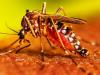बरेली: शाहजहांपुर में डेंगू का प्रकोप कम, बदायूं में सबसे अधिक