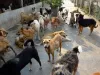 काशीपुर: बधियाकरण से आवारा कुत्तों की आबादी होगी नियंत्रित