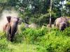 खटीमा: चकरपुर गेट चौकी पर हाथी ने मचाया तांडव, चाहरदीवारी तोड़ी