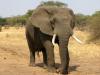 बिजनौर : बढ़ापुर की साहूवाला रेंज में मिला नर हाथी का शव