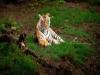 मुरादाबाद : अमानगढ़ जंगल पर्यटक स्थल के रूप में हो रहा विकसित, देखने को मिलेंगे बाघ