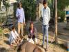 हमीरपुर: कुत्तों के हमले से बारहसिंघा हुआ घायल, ग्रामीणों ने बचाई जान, वन विभाग को सौंपा
