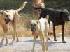 हल्द्वानी: 14 सालों में प्रदेश में 4.66 लाख लोगों को कुत्तों ने काटा 