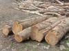 खटीमा: मजगमी में राजस्व भूमि से 184 कटे पेड़ों की रिपोर्ट तैयार