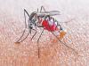  राजधानी लखनऊ में मिले डेंगू के 34 नये मरीज 