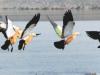 हल्द्वानी: तराई पूर्वी वन प्रभाग प्रवासी व दुर्लभ पक्षियों का करेगा सर्वे
