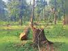 हल्द्वानी: तस्करों ने भाखड़ा के जंगलों में सागौन के पेड़ों पर चलाई आरी