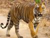 तेलंगाना में बढ़ रही है महाराष्ट्र से आने वाले बाघों की संख्या, जानिए क्या है वजह  