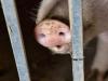अफ्रीकन स्वाइन फ्लू की दस्तक, सूअरों को मारने की कार्यवाही जारी