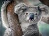 इकोलॉजिस्ट और संरक्षण जीवविज्ञानी दशकों ने पारिस्थितिक तंत्र को चेताया, ऑस्ट्रेलिया में लुप्तप्राय प्रजाति बचाने के लिए ठोस प्रयासों की जरुरत 