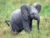 हल्द्वानी: जिंदगी से जंग हार गया नन्हा हाथी, ट्रेन की चपेट में आने सा हुआ था घायल