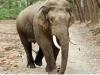 छत्तीसगढ़: जशपुर में करंट की चपेट में आने से जंगली हाथी की मौत 