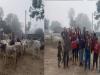 बहराइच: छुट्टा मवेशियों से ग्रामीण परेशान, सुनवाई न होने पर किया प्रदर्शन