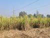 अयोध्या: नहीं मिल रही है पर्ची, खेतों में सूख रही हैं गन्ने की पेड़ी 