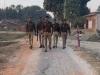 बहराइच: सड़क पर पुलिस को देख अचरज में पड़े ग्रमीण, जंगल से सटे मार्ग पर किया पैदल मार्च