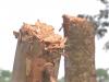 हल्द्वानी: धारी में काट डाले सैकड़ों हरे-भरे पेड़