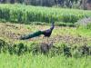 नैनीताल: बेतालघाट के हल्सों गांव में खेती को चट कर रहे मोर