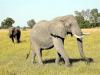 हाथियों के हमलों के कारण होने वाली मौतों के लिए मुआवजे को दोगुना करने का निर्णय 