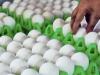 तमिलनाडु से मलेशिया को पहली बार 90 हजार अंडे किए गए निर्यात 