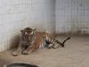 लखनऊ : चार दिनों से बाघ किशन ने नहीं खाया खाना