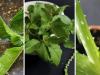 100 गुना तेजी की दर से विलुप्त हो रहे हैं औषधीय पौधे : वर्ल्ड आयुर्वेद कांग्रेस में विशेषज्ञ 