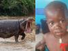 हायो रब्बा ! Hippo ने 2 साल के बच्चे को निगलने के बाद उसे जिंदा उगल दिया