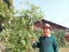 हल्द्वानी: आठ फीट लंबा टमाटर का पौधा बना कौतुहल