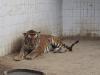 लखनऊ : प्राणी उद्यान में किशन बाघ की हालत चिंताजनक