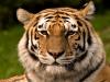 रामनगर: बाघ को हर हाल में पकड़ने के प्रमुख सचिव ने दिए निर्देश 