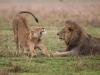 इटावा :  लायन सफारी में पर्यटकों देख सकेंगे, चार  शेरों की उछलकूद 