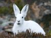 क्या है Year Of The Water Rabbit?, इन सभी अद्भुत लुप्तप्राय खरगोश प्रजातियों के बारे में सोचें 