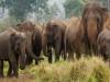 बहराइच: खेत की रखवाली कर रहे किसान को जंगली हाथी ने रौंदकर मार डाला 