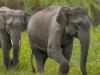 केरल में हाथियों के प्रकोप से बचने के लिए लगाई जाएगी झूलती सौर ऊर्जा बाड़ 