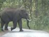 छत्तीसगढ़: जंगली हाथी के हमले में ग्रामीण की मौत 