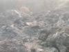 Sultanpur News: पशुशाला में लगी आग, तीन मवेशियों की मौत, चार गंभीर रूप से झुलसे
