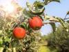 देहरादून:  राज्य में निशुल्क वितरित होंगी शीतकालीन फल पौध