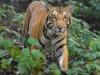 बलिया में बाघ के हमले में दो युवक घायल, इलाके में हड़कंप